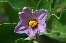 Fleur d'aubergine