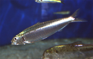 sardine